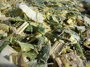 corn silage